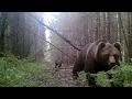 Встреча с медведями. Медведи Нижнесвирского заповедника. Фотоловушка на тропе.