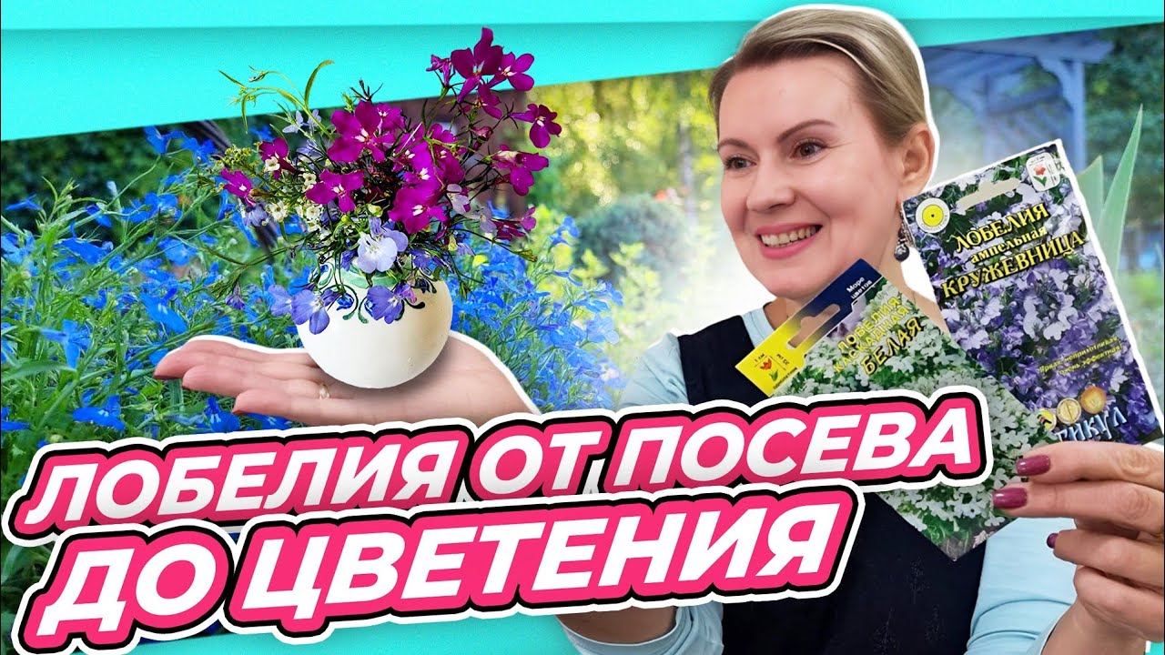 ТЕПЕРЬ СЕЮ ТАК | ЛОБЕЛИЯ БЕЗ ЗАМОРОЧЕК | ВЕСЬ ЦИКЛ ВЫРАЩИВАНИЯ от посева до цветения