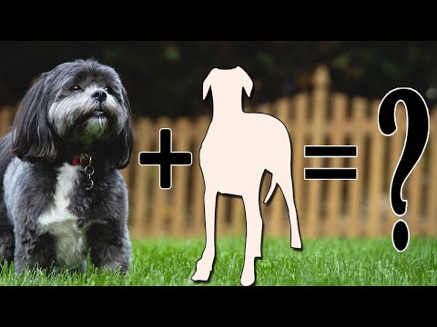 Video: Mitä minun pitäisi tehdä, jos koiran pentu on kuollut?