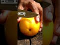 Only True Food Lovers Can Guess This Tropical Fruit 🥭 | Ultra-Realistic ASMR Cutting 🍃