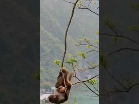 كيف تتعلق القرود على الأشجار ولماذا خفة ومرونة