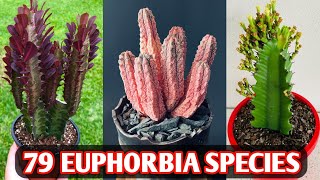 79 Euphorbia Species | Euphorbia Plant Varieties | Euphorbia plant types | Plant and Planting