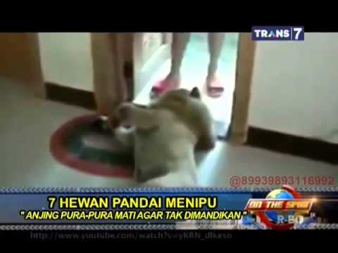 Video: Mengapa Haiwan Menipu? - Pandangan Alternatif