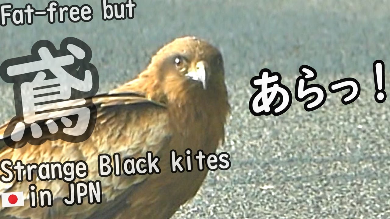 Funny And Cute Black Kite On The Ground Youtube