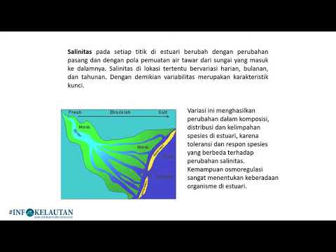 ekologi-perairan--perairan-tawar,-estuary,-laut