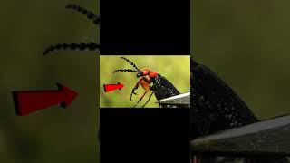 The face melting Blister Beetle. by Nature In Your Face 167 views 4 months ago 1 minute, 1 second