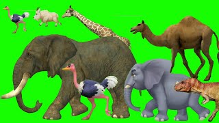Forest Animal Stampede Green Screen Animal Stampede Stampede Green Screen Wild Animals