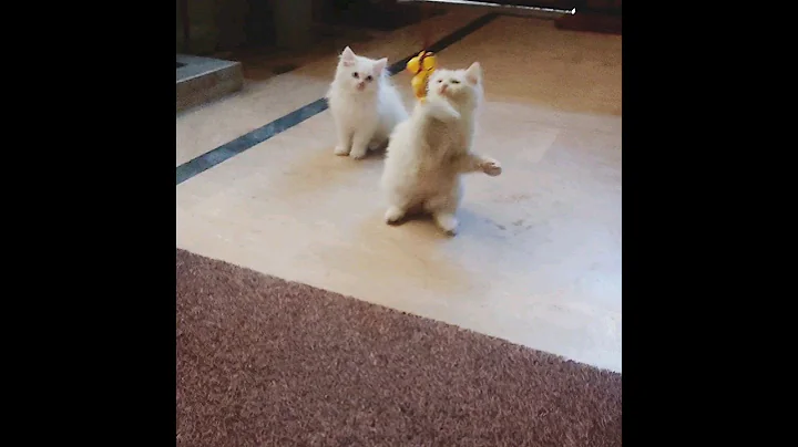 Video 1834941: russian cat cute, cat cutekitten cutecat, white cat, kitten playing