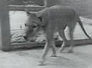 Thylacine: footage of the last Tasmanian Tiger / Wolf 1933