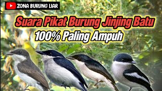 PALING AMPUH‼️Suara Pikat Burung Jinjing Batu Kombinasi Prenjak Ribut | Zona Burung Liar