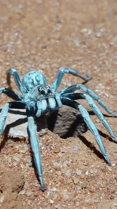 Wolf Spider Springs Out Of Hole! 🕳️#shorts