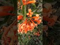 এই ফুলটা মন জয় করে নেবে!#NatureLovers #ViralShorts#BeautifulFlowers