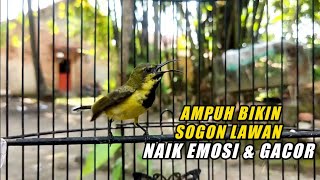 Suara Sogon Cuit Cuit Ngeriwik Pancingan Paling Ampuh Bikin Sogon Jadi Bunyi Gacor❗