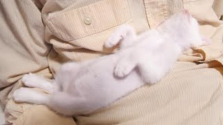 Kitten falling asleep in navel pose by ねこねこチャンネル 4,659 views 7 days ago 1 minute, 35 seconds