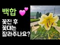백합 💕 꽃진 후, 꽃대는 잘라주나요?