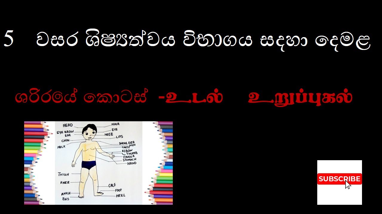 Parts Of Human Body In Tamil For Sinhala Students Tamil Lesson For Grade 5 Scholarship Examination Youtube