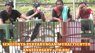 The most amazing battle between the magpie robins - BBC Anniversary. 2/11/25.