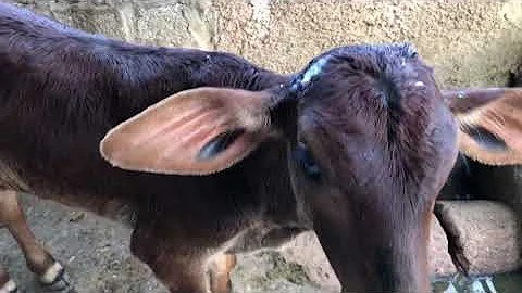Como fazer para Mochar bezerro?