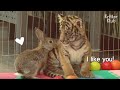 Baby Rabbit And Tiger Abandoned By Their Mom Became The Cutiest Best Friends | Kritter Klub