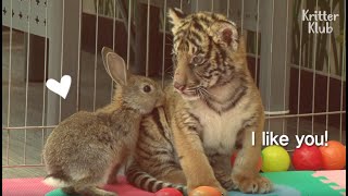 Baby Rabbit And Tiger Abandoned By Their Mom Became The Cutiest Best Friends | Kritter Klub