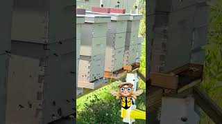 The Bees Have Better Time Management Than Humans (Hive Mind Lab Ep. 5)