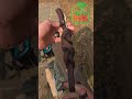 Tapesling Daisychain #arborist #knots #climbing #trees