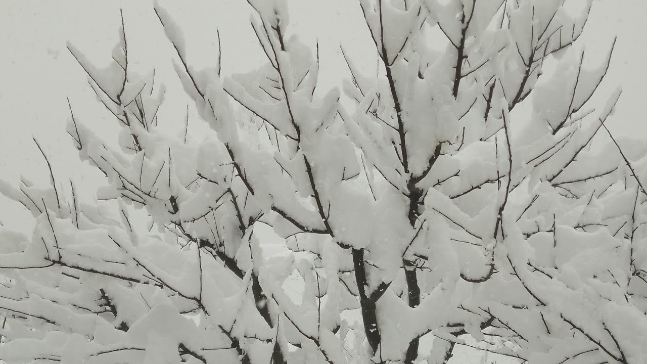 1 MARCH 2025 TAAJA  SNOWFALL BHALESHA