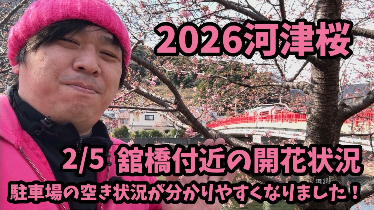 2026 Kawazu Cherry Blossoms] 2/5 Parking is convenient! Flowering