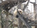 Pandabub Fu Bao Panda cub Schönbrunn Vienna