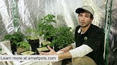 Growing Hydroponic Strawberries with Smart Pots - YouTube