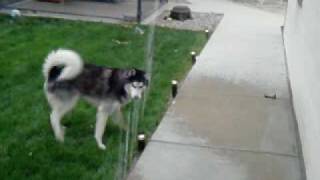 Maxx the evil husky.