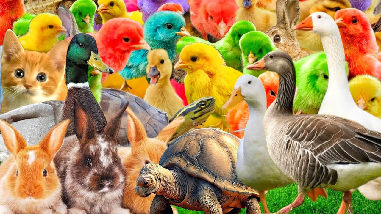 Catch rainbow chicks, colorful chicks, rainbow chickens, turtles, ducks, bunny, cute chicken #20