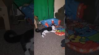 Download Lagu Ben Just Being The Coolest Cat! 🐈‍⬛️😸🐱😻 #bencat #cat #kitty MP3