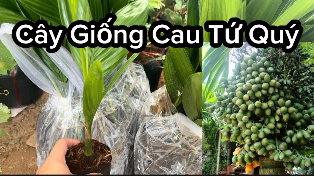Cây Giống Cau Tứ Quý - Trái Quanh Năm, Thu Lãi Cả Bốn Mùa