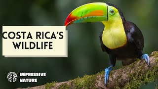 11 Amazing Animals Found in Costa Rica