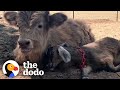 Sad Baby Cow Needed A Friend...Then This Baby Goat Came Along | The Dodo Odd Couples