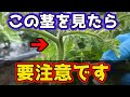 【トマト】この茎、危険です。急いで探してください!【家庭菜園】