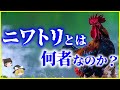 【ゆっくり解説】全世界に237億羽⁉「ニワトリ」とは何者なのか？を解説/年間250個以上の卵を…？鶏の凄さとあまり知られていない生態