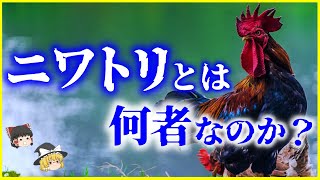 【ゆっくり解説】全世界に237億羽⁉「ニワトリ」とは何者なのかを解説/年間250個以上の卵を…鶏の凄さとあまり知られていない生態