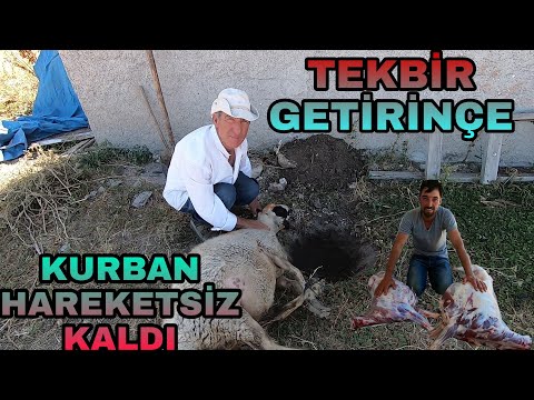 TEKBİR GETİRİNCE SANKİ ANLADI~KURBANLARIMIZI KESTİK~BİRLİKTE BAYRAM İÇİN KIRDA YATTIM