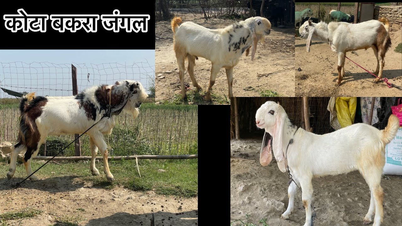 kota jungle goat video #tonkbakra #kotagoat #kotabakramandi #kotajunglebakra #kotagoatmarket #bakre 