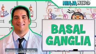 Neurology | Basal Ganglia Anatomy & Function | Direct & Indirect Pathways