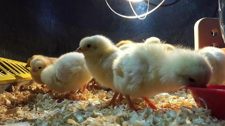 How to raise baby chicks...Simple and easy tips for a healthy flock! - DayDayNews