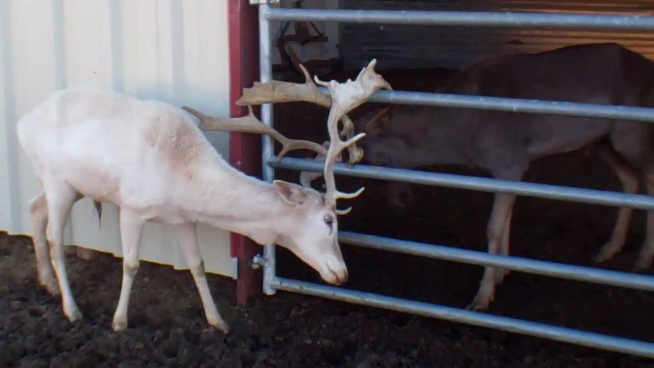 white deer personals White deer texas obituaries, or death notices, are actually a type of classified ad placed in a newspaper and are not generally reported news much like wedding announcements, for sale ads, and personals, white deer tx obituaries are taken out by interested parties wishing to give a public notice. white deer personals White deer texas obituaries, or death notices, are actually a type of classified ad placed in a newspaper and are not generally reported news much like wedding announcements, for sale ads, and personals, white deer tx obituaries are taken out by interested parties wishing to give a public notice.