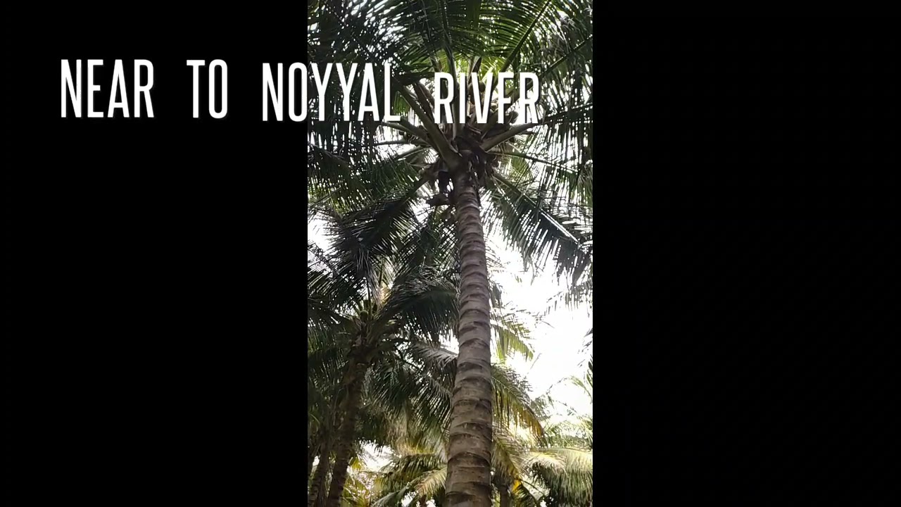 Agriculture land for sale in coimbatore தோப்பு விற்பனை Coconut Farm