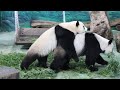 20221207 圓圓就是寵圓寶 自己不吃餵到飽(早餐) Giant Panda Yuan Yuan &amp; Yuan Bao