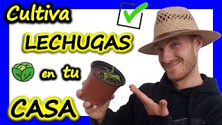 👉 Como y Cuando Plantar Lechugas en Macetas 🥦