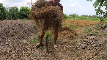 Cá Lóc Nướng trui chấm Mắm Me - Grilled snakehead fish with Tamarind sauce
