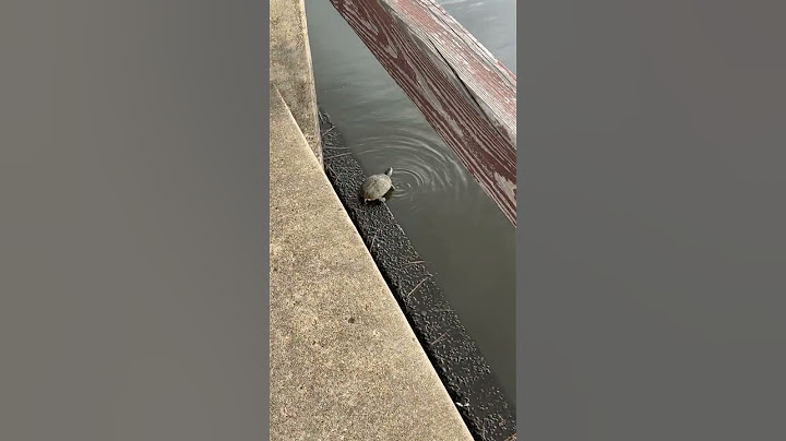 turtle swims away #shorts