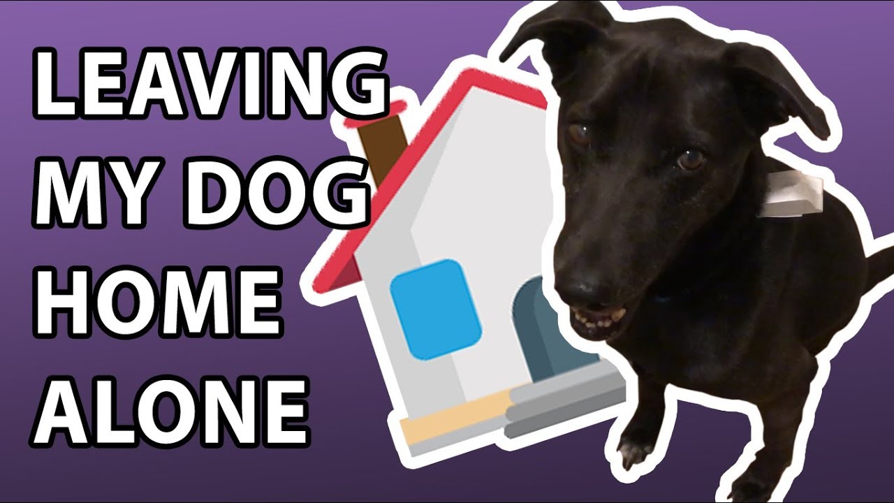 How To Keep Dog In Garage With Door Open